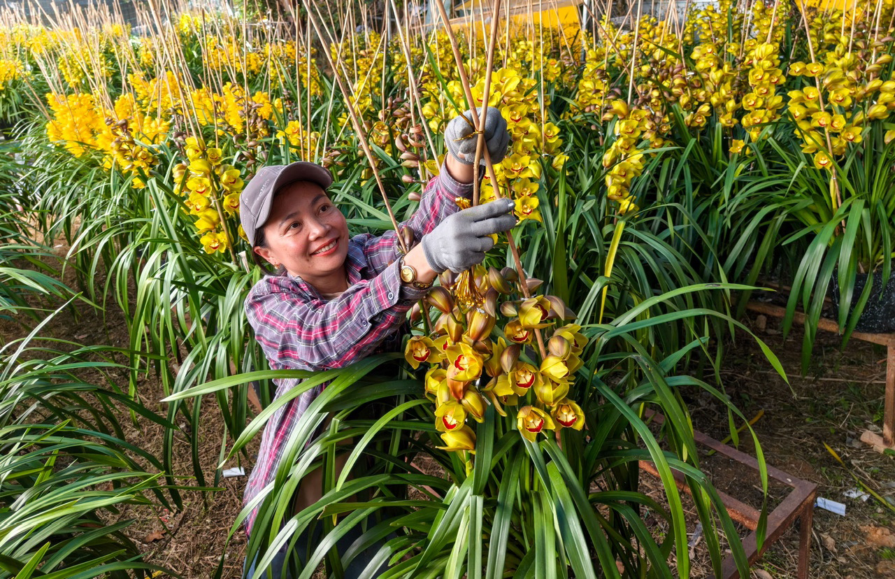 Thị trường hoa Hà Nội ngày giáp Tết: Đào giữ giá, tuyết mai tiêu thụ chậm - Ảnh 2.