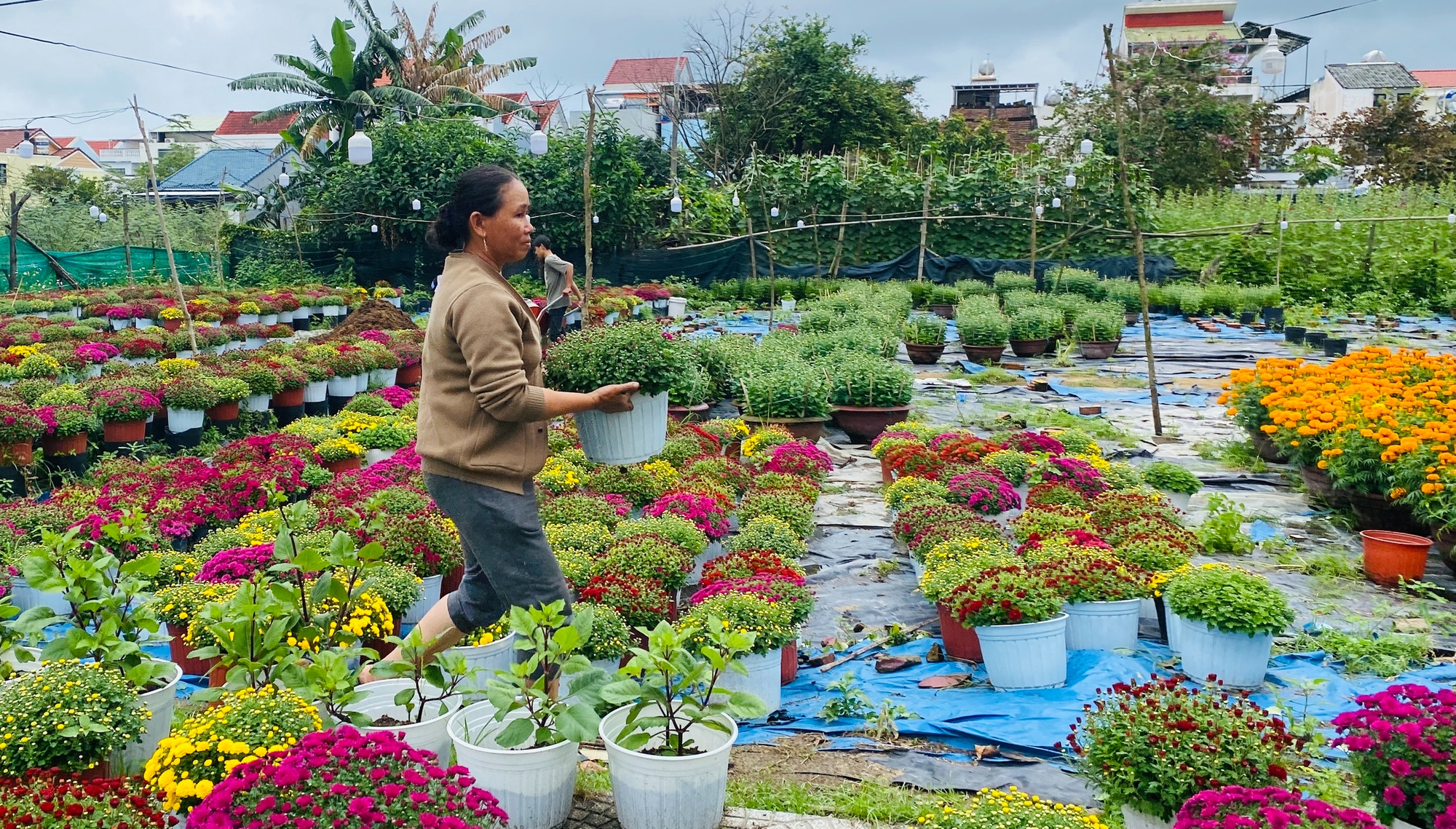Thị trường hoa Tết Đà Nẵng bất ngờ với... 'cúc lùn' - Ảnh 1.
