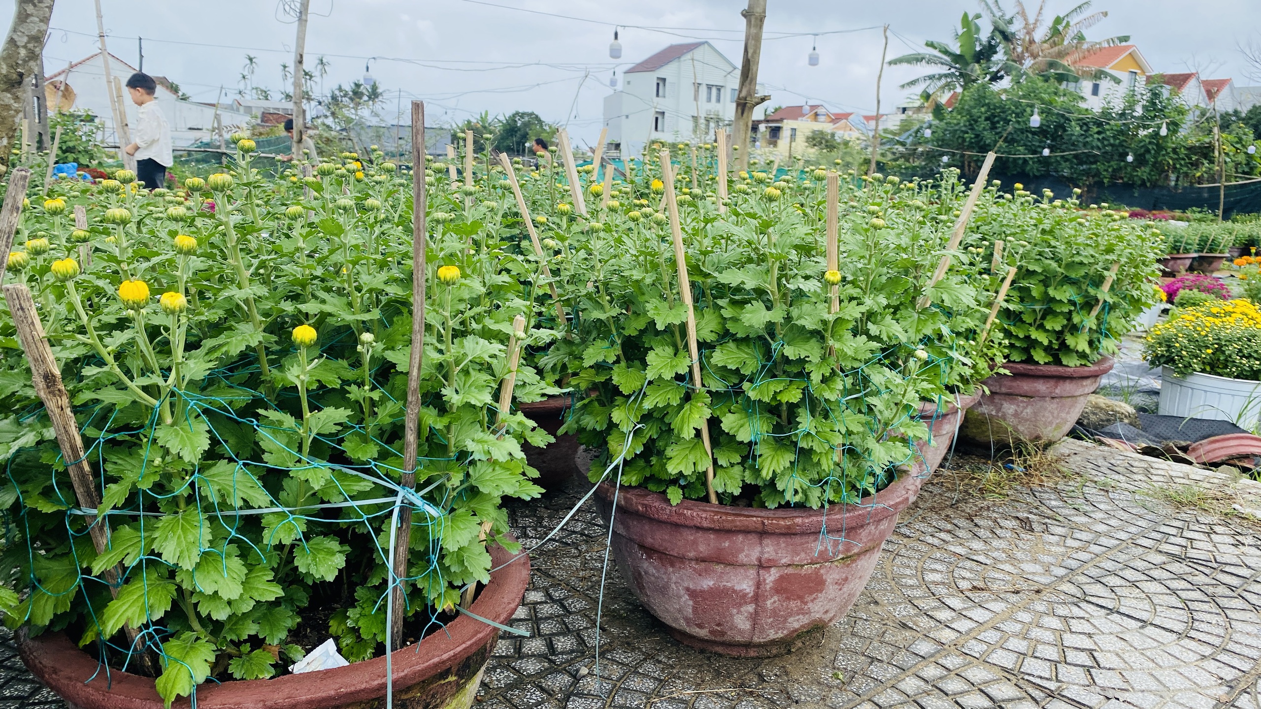 hoa Tết - Ảnh 2.