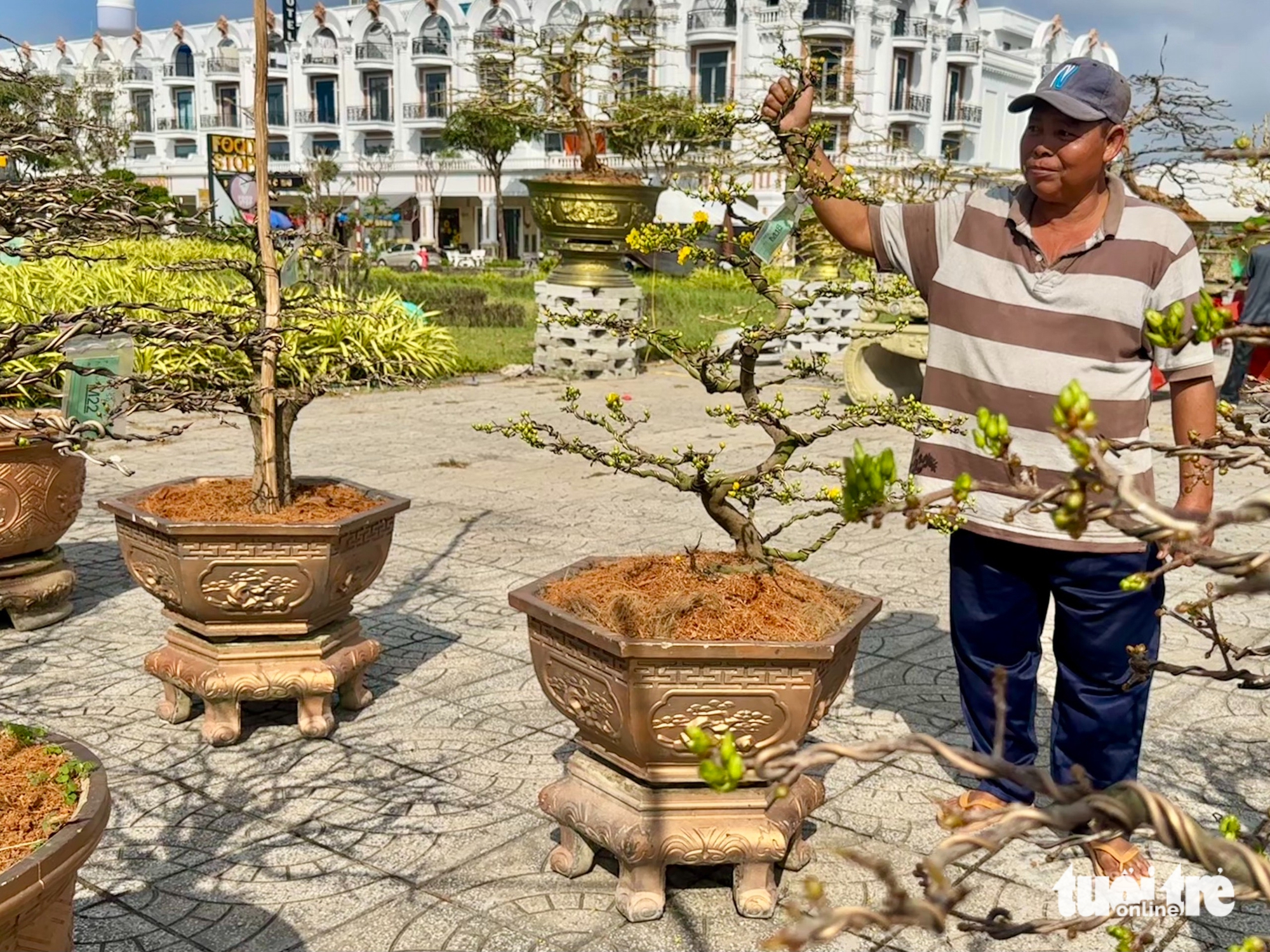 Thị trường hoa mai nhỏ, mai bonsai 'lên ngôi' cận Tết ở Rạch Giá - Ảnh 1.