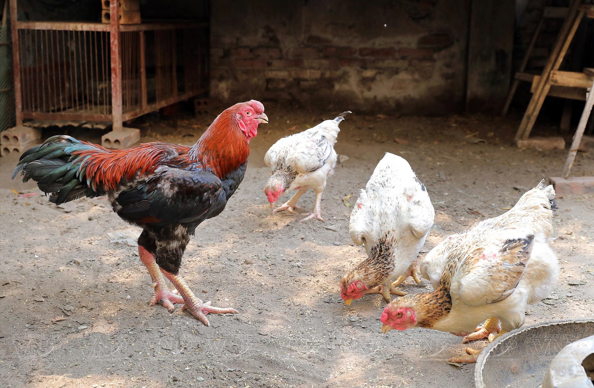 Chọn gà ăn Tết mà chưa thử 7 giống này thì phí cả đời: Thịt thơm, da giòn, cúng xong ai ăn cũng tấm tắc- Ảnh 2.