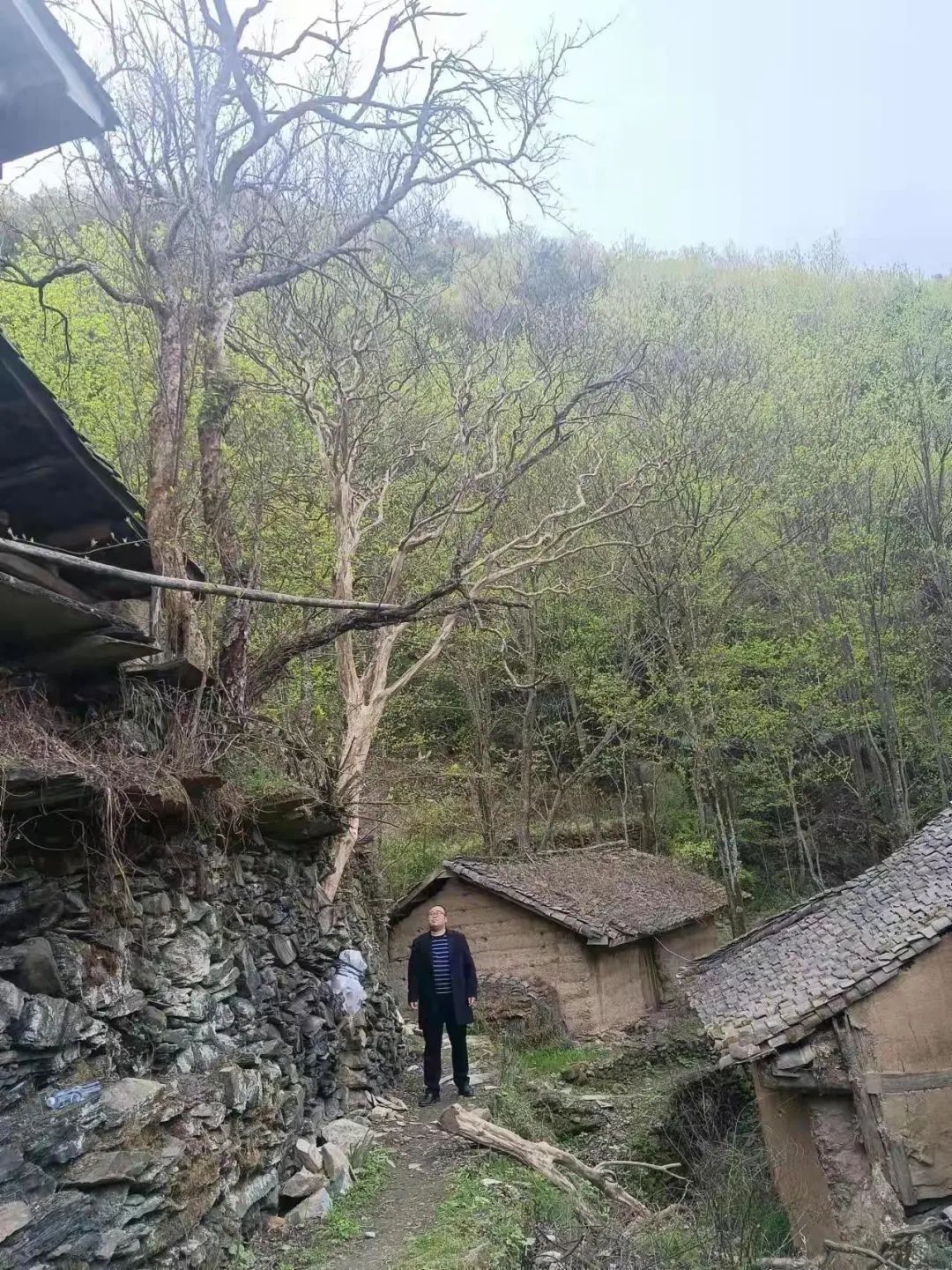 Tỉa cành mọc chặn lối đi, không ngờ là cây quý có giá 3,8 tỷ đồng, hàng xóm sang đòi 180 triệu đồng, tòa tuyên bố: Không cần đền- Ảnh 1.