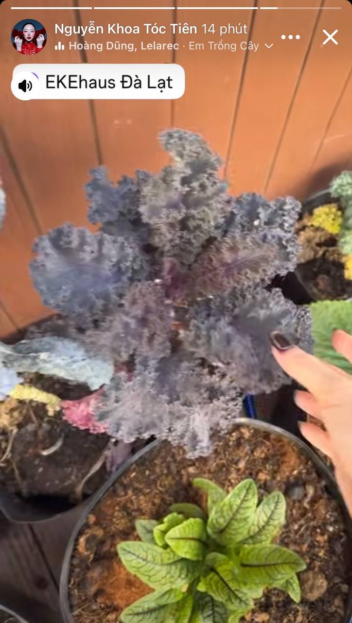 Tóc Tiên trở về biệt thự- Ảnh 1.