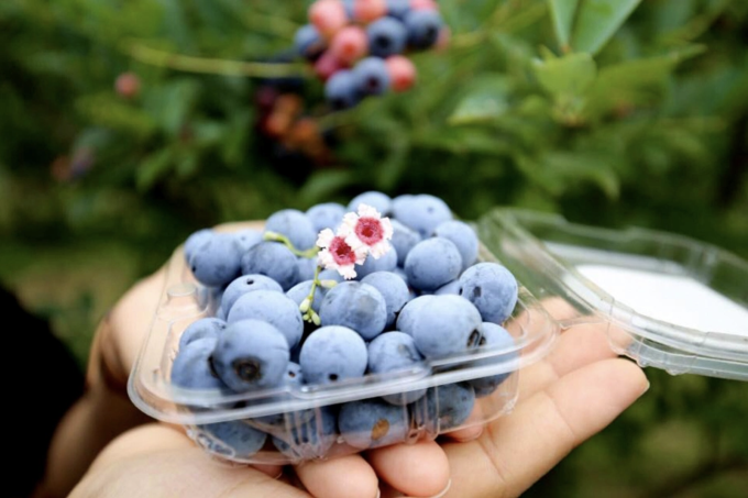 Việt quất chứa chất chống oxy hóa giúp giảm viêm và hạ thấp nguy cơ mắc bệnh tim mạch cũng như một số bệnh ung thư. Ảnh: Như Nam