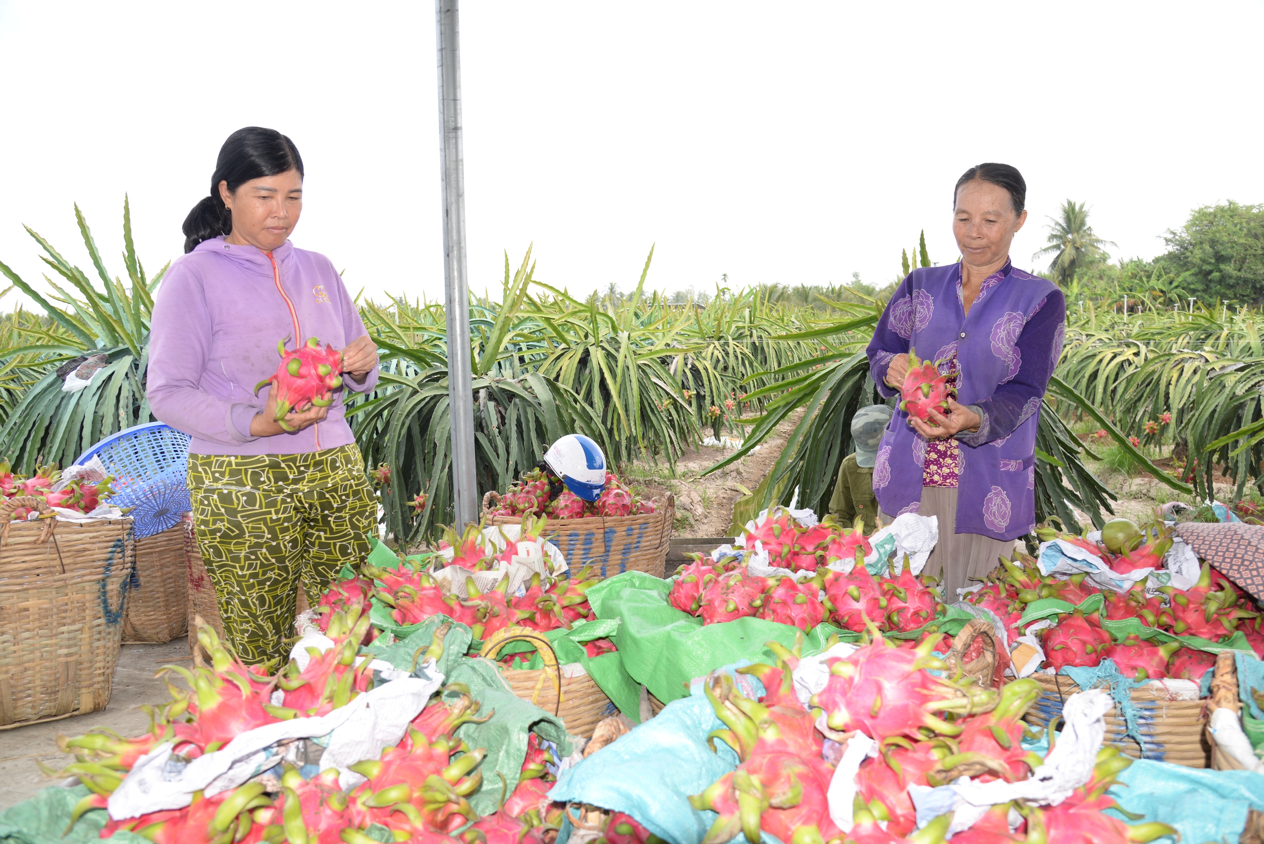 Trái cây chưng Tết: Dưa, thanh long rớt giá; xoài, bưởi hút hàng - Ảnh 1.