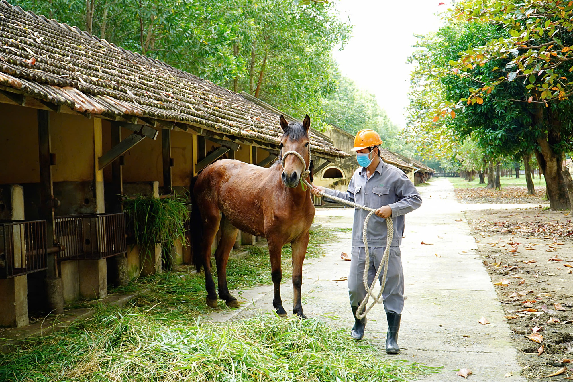 Trại ngựa cho huyết thanh cứu người - Ảnh 1.