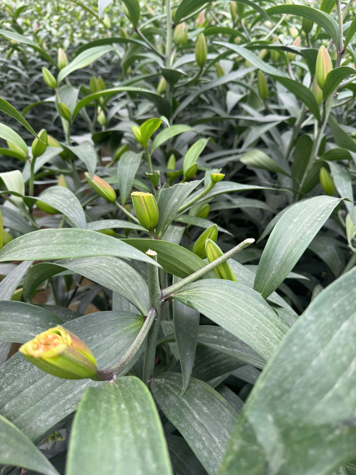 Truy tìm kẻ chặt phá hơn 1.200 gốc hoa ly, hoa hồng bán Tết của nông dân Hà Nội- Ảnh 1.