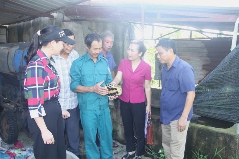 Từng bị lũ cuốn sạch tài sản, nữ nông dân biến 10ha 'đất chết' thành mỏ vàng nuôi rùa, vịt, ba ba..., thu lời đến 1 tỷ đồng/năm- Ảnh 1.