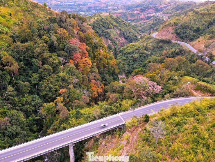 Thời điểm này, khi đi qua cung đèo Măng Đen (đoạn thuộc địa phận xã Đăk Rve, tỉnh Quảng Ngãi), không ít du khách phải chậm tay ga, thậm chí dừng xe bên lề đường để ngắm nhìn khung cảnh hàng nghìn cây bằng lăng vào mùa thay lá.