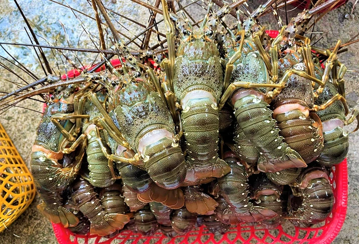 Vì sao Trung Quốc giảm nhập một nửa tôm hùm Canada, tăng gấp đôi mua của Việt Nam? - Ảnh 1.