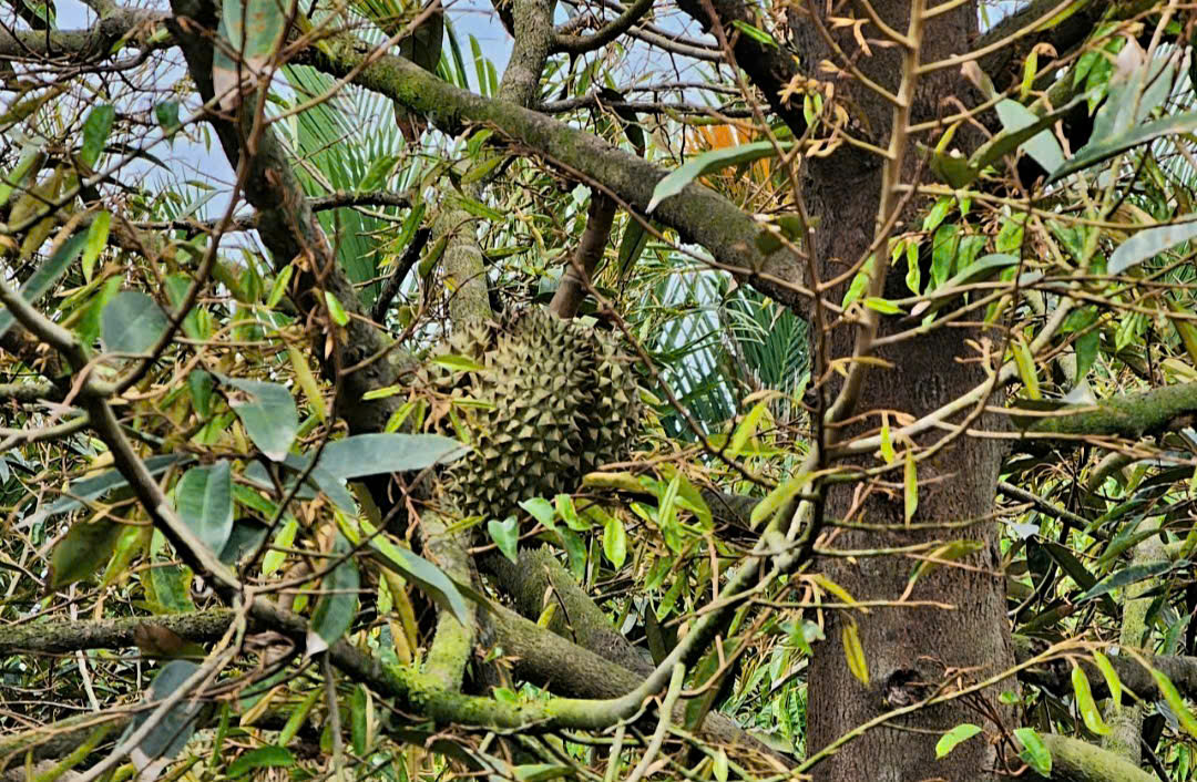 Vì sao giá sầu riêng 