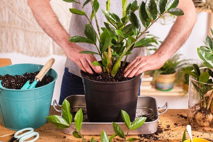 3 loại cây nên trồng trước cửa nhà vào năm mới: Vừa “hút” tài lộc, vừa đẹp sang, may mắn- Ảnh 1.