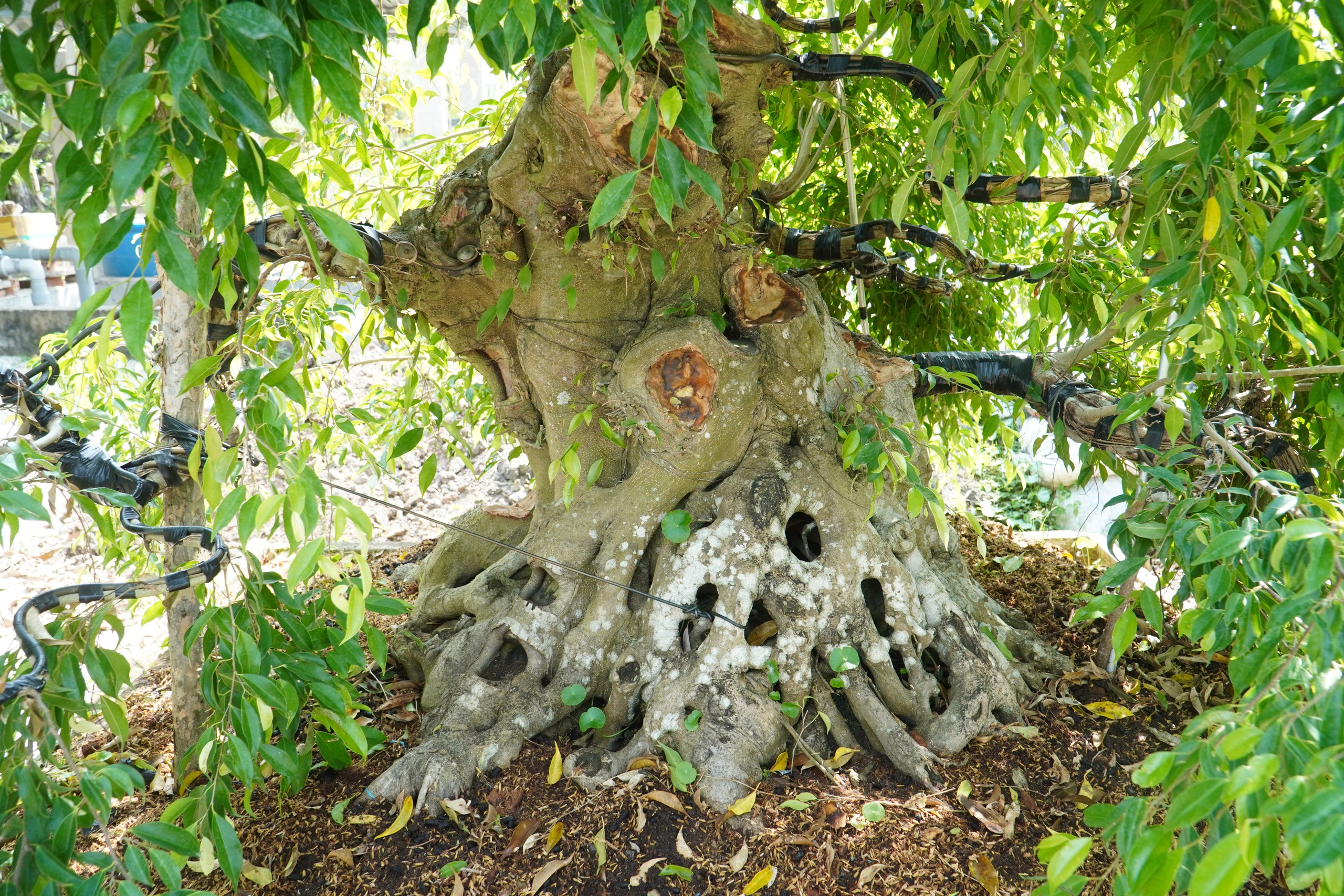 Vườn bonsai tiền tỉ khởi nguồn từ thú chơi mai tết - Ảnh 1.