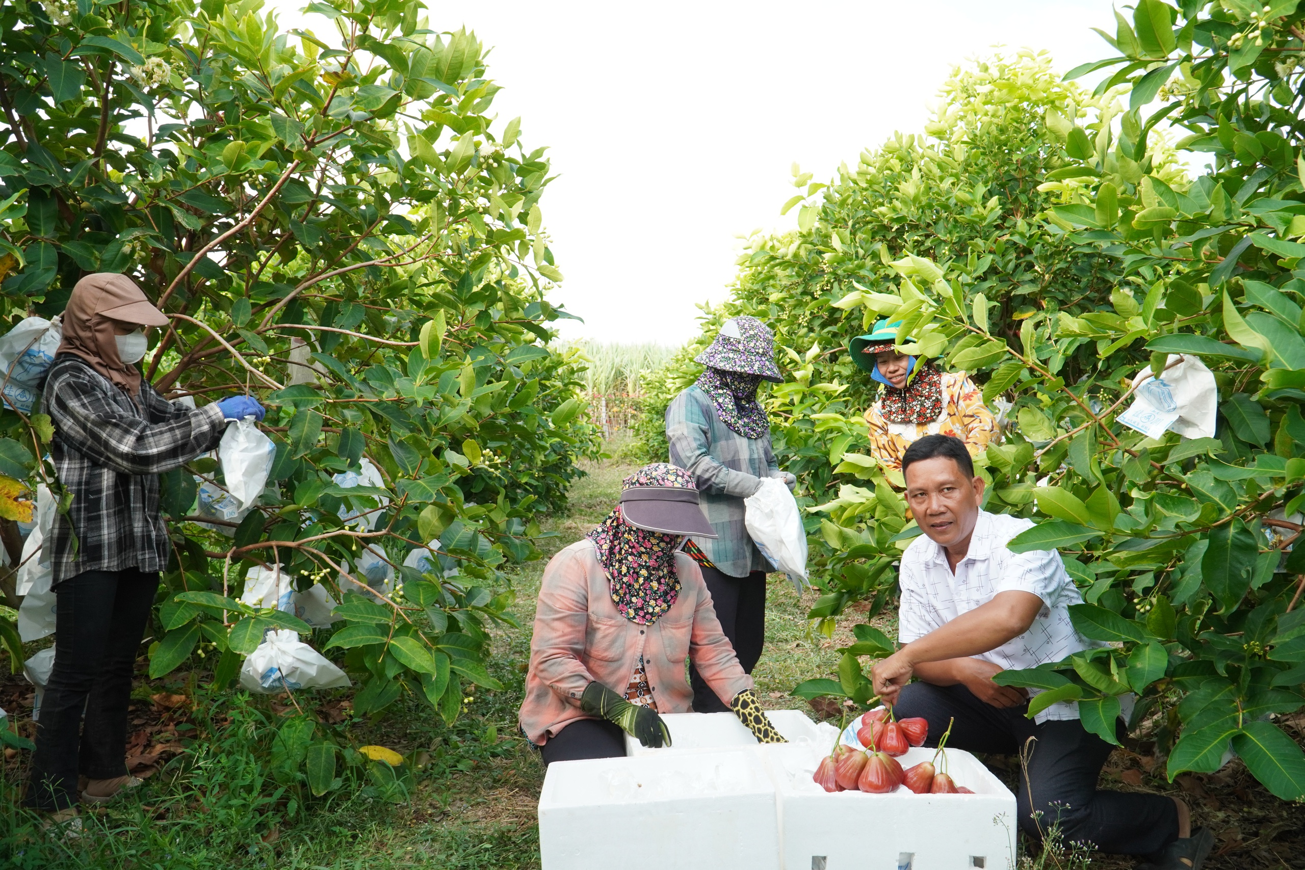 Vườn mận hồng Sân Tiên thu hoạch bán tết, giá ngất ngưởng vẫn đắt hàng- Ảnh 1.