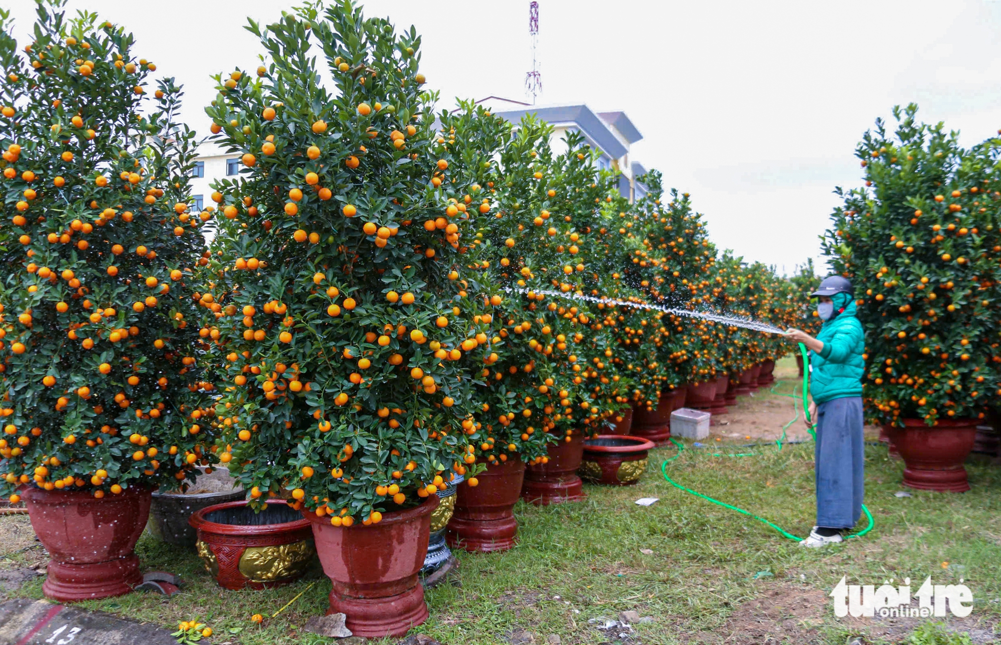 Vượt thiên tai, quất Tết Đà Nẵng vẫn đa dạng, dáng đẹp, quả đều 1 Đà Nẵng - Ảnh 1.