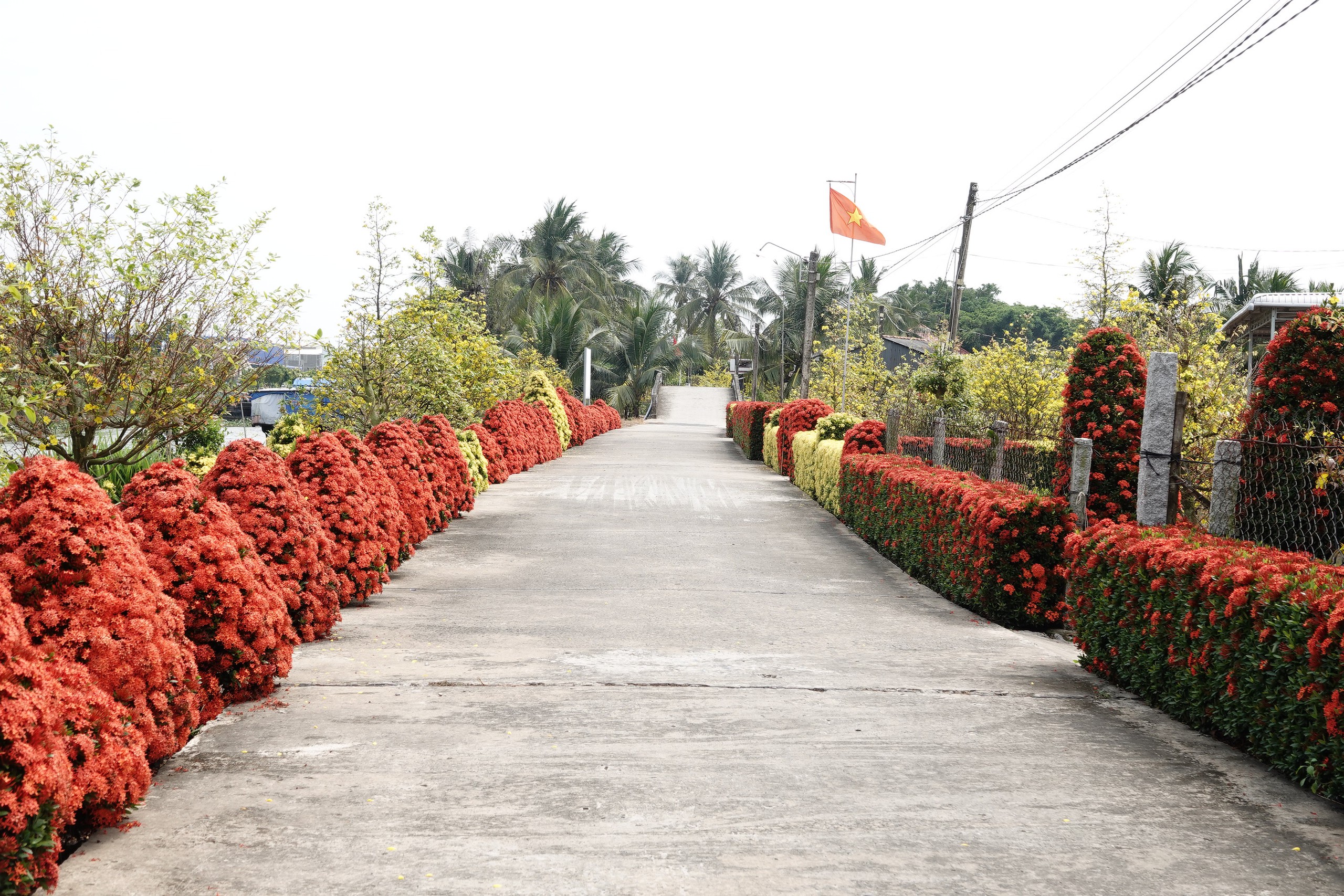 Xóm nhỏ miền Tây bừng sắc xuân với hàng rào hoa, hút khách check-in 1 Xóm nhỏ miền Tây rực rỡ sắc xuân với hàng rào hoa thu hút khách check-in - Ảnh 1.