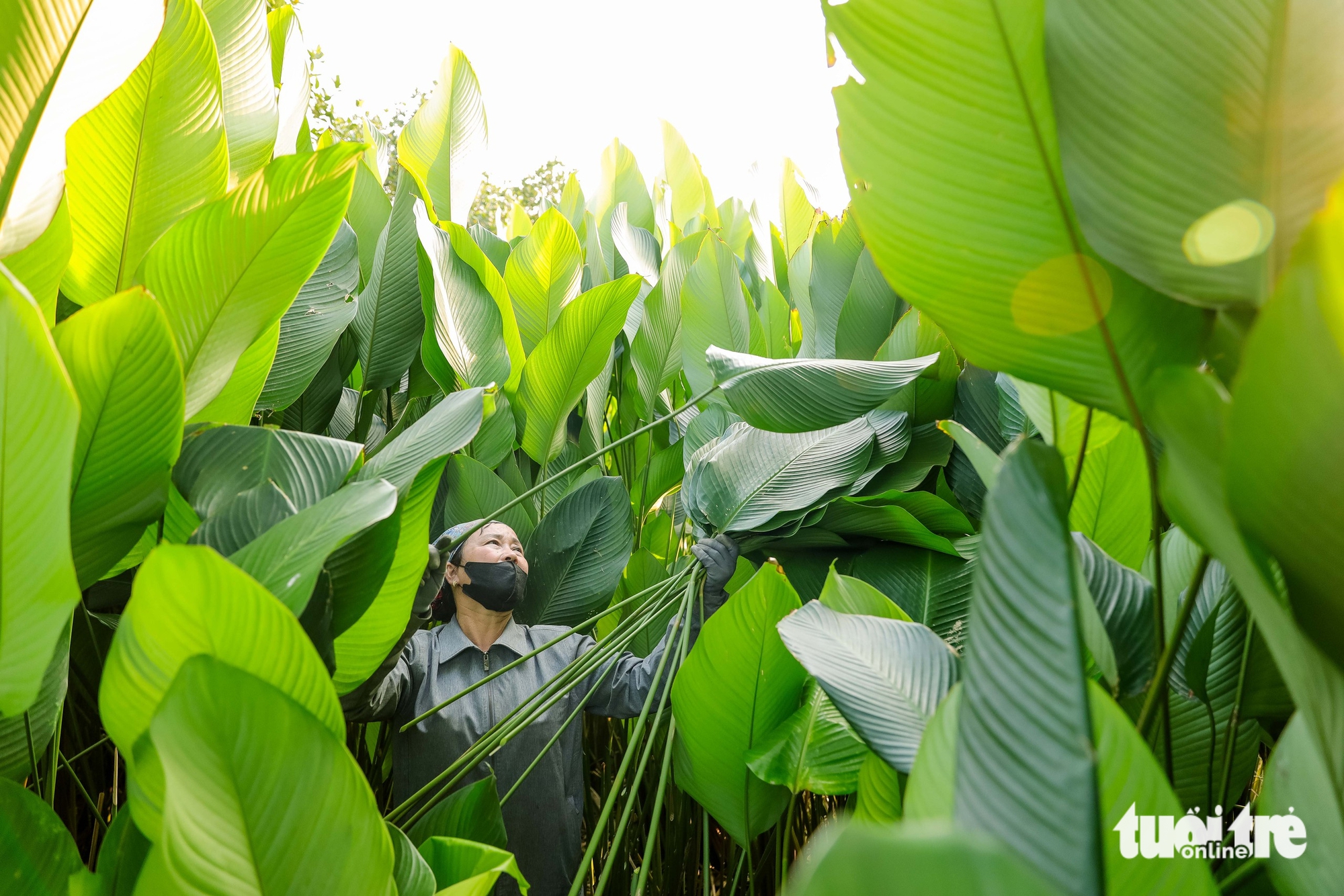 Xứ sở lá dong Tràng Cát vào vụ Tết - Ảnh 1.