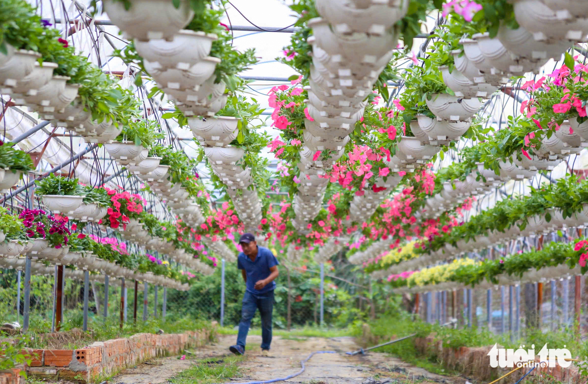 Xuân về trên các vựa hoa Tết Đà Nẵng: Dự kiến giá hoa không tăng 1 Xuân về trên các vựa hoa Tết Đà Nẵng: Dự kiến giá hoa không tăng - Ảnh 1.