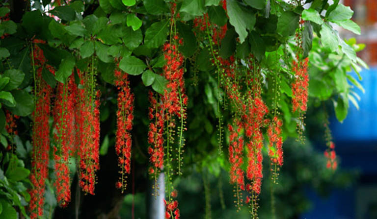 10 loại cây may mắn nên trồng trước sân nhà- Ảnh 1.