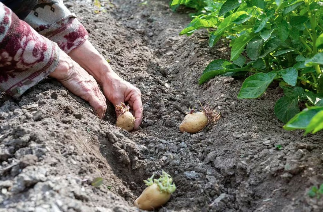 5 loại cây nên được gieo trồng ngay bây giờ- Ảnh 3.