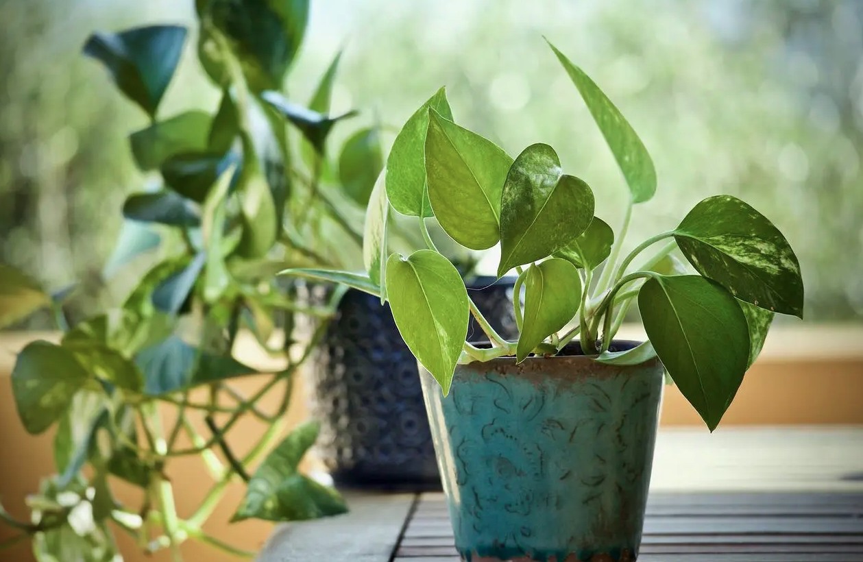 3 loại cây nên trồng trong nhà ngay mùa xuân này- Ảnh 2.