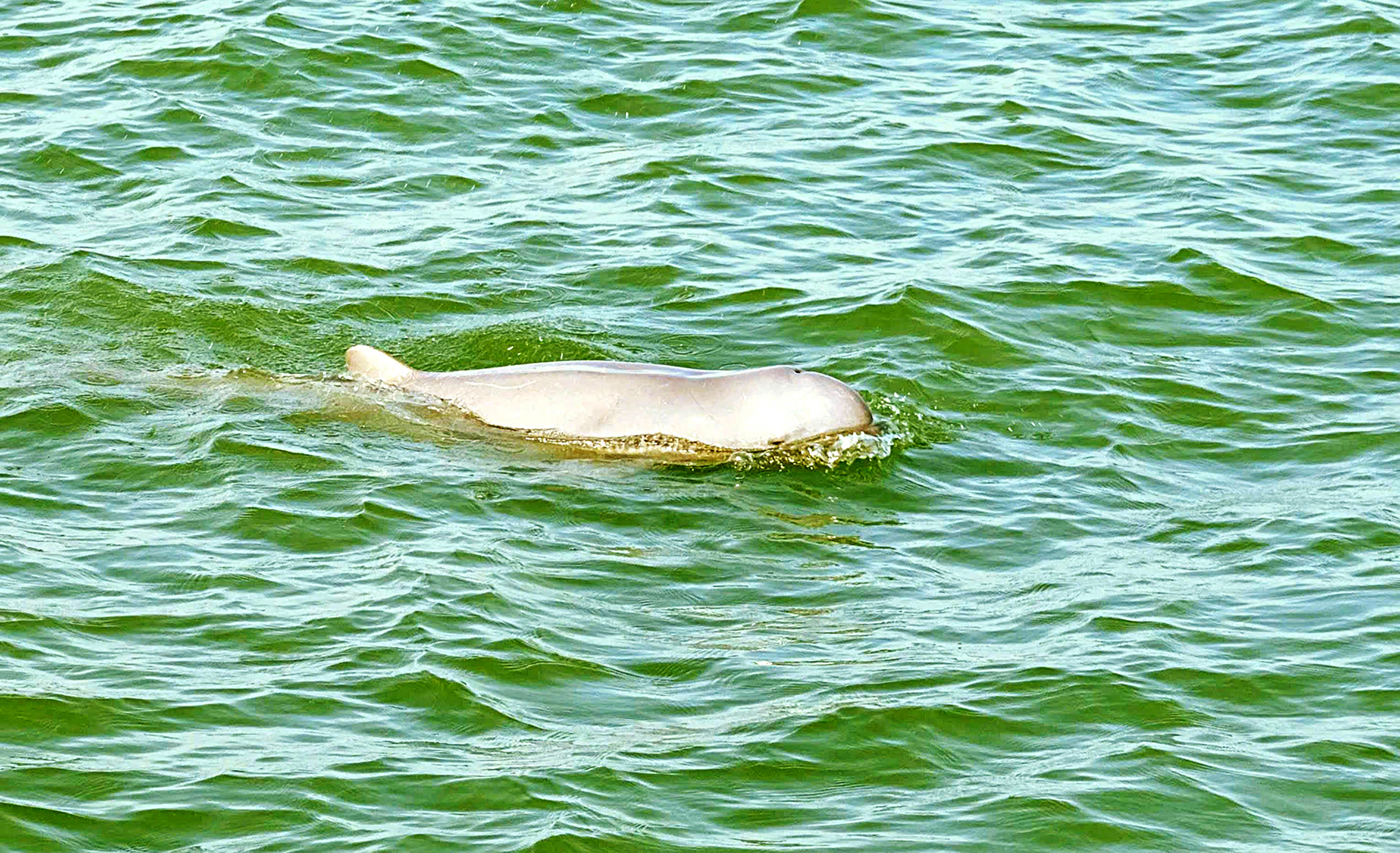 Nhà khoa học đam mê bảo vệ đàn thú biển 3 nhà khoa học - Ảnh 3.