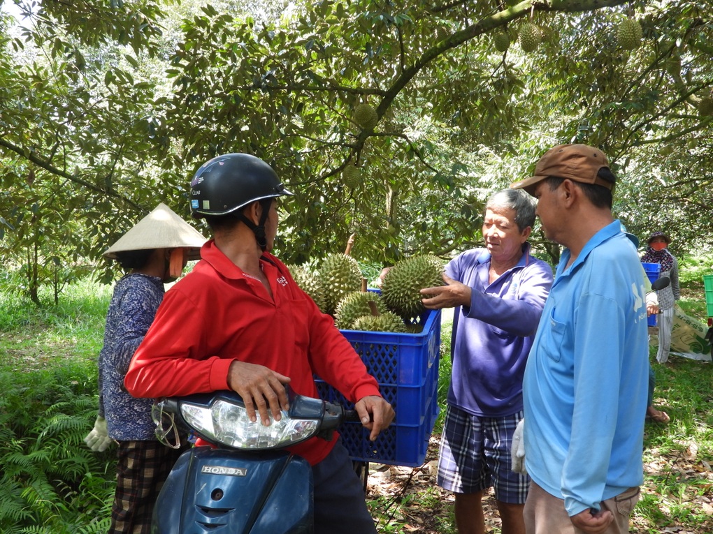 Sầu riêng nghịch vụ đắt như tôm tươi, giá tại vườn lập đỉnh mới - 3
