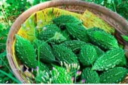 Loại quả nhiều người ghét vì đắng lại là "vua dưỡng gan" cực tốt cho sức khỏe