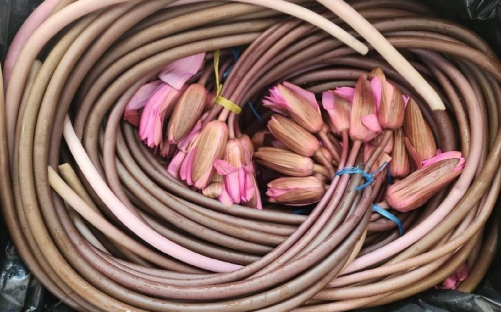 Không chỉ là thủ phủ trái cây, miền Tây còn sở hữu một 