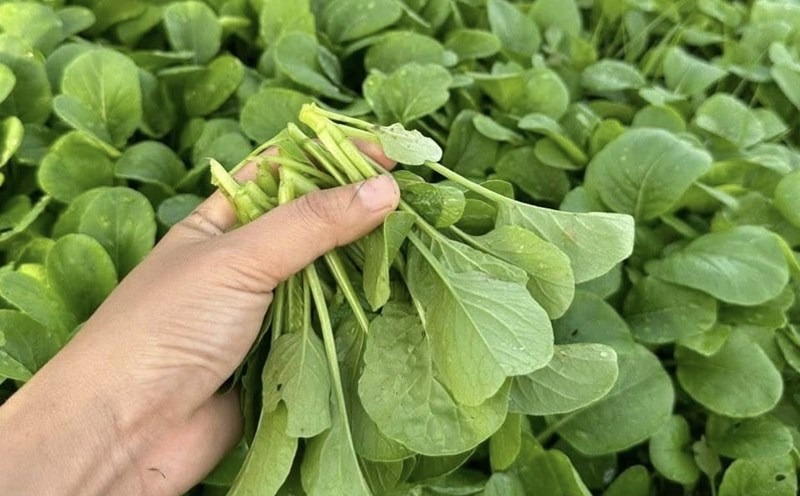 5 loại rau nên mua ngay lúc này: Giá rẻ, ít calo, chợ Việt nào cũng bán- Ảnh 2.
