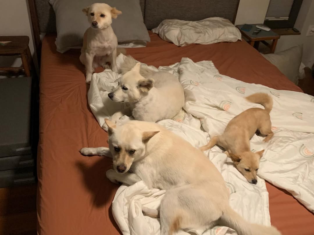 Lee Hyori đã làm gì mà bị dân mạng tấn công?- Ảnh 2.