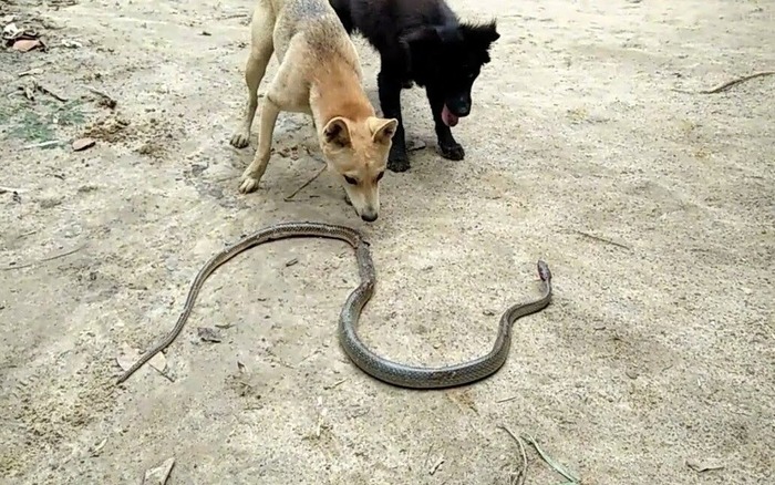 6 thứ rắn cực kỵ, chạm mặt là 