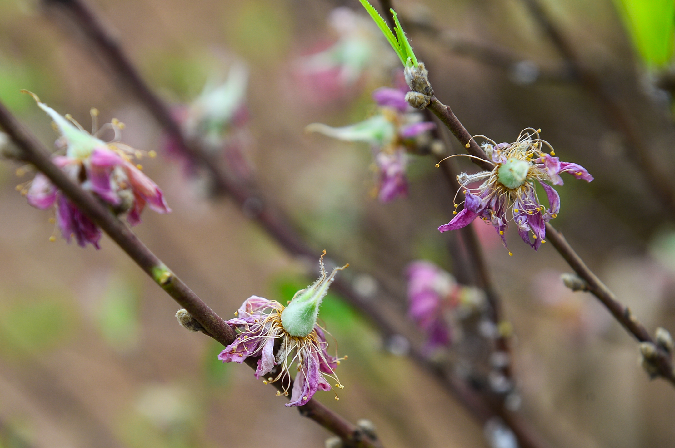 làng đào Nhật Tân - Ảnh 3.