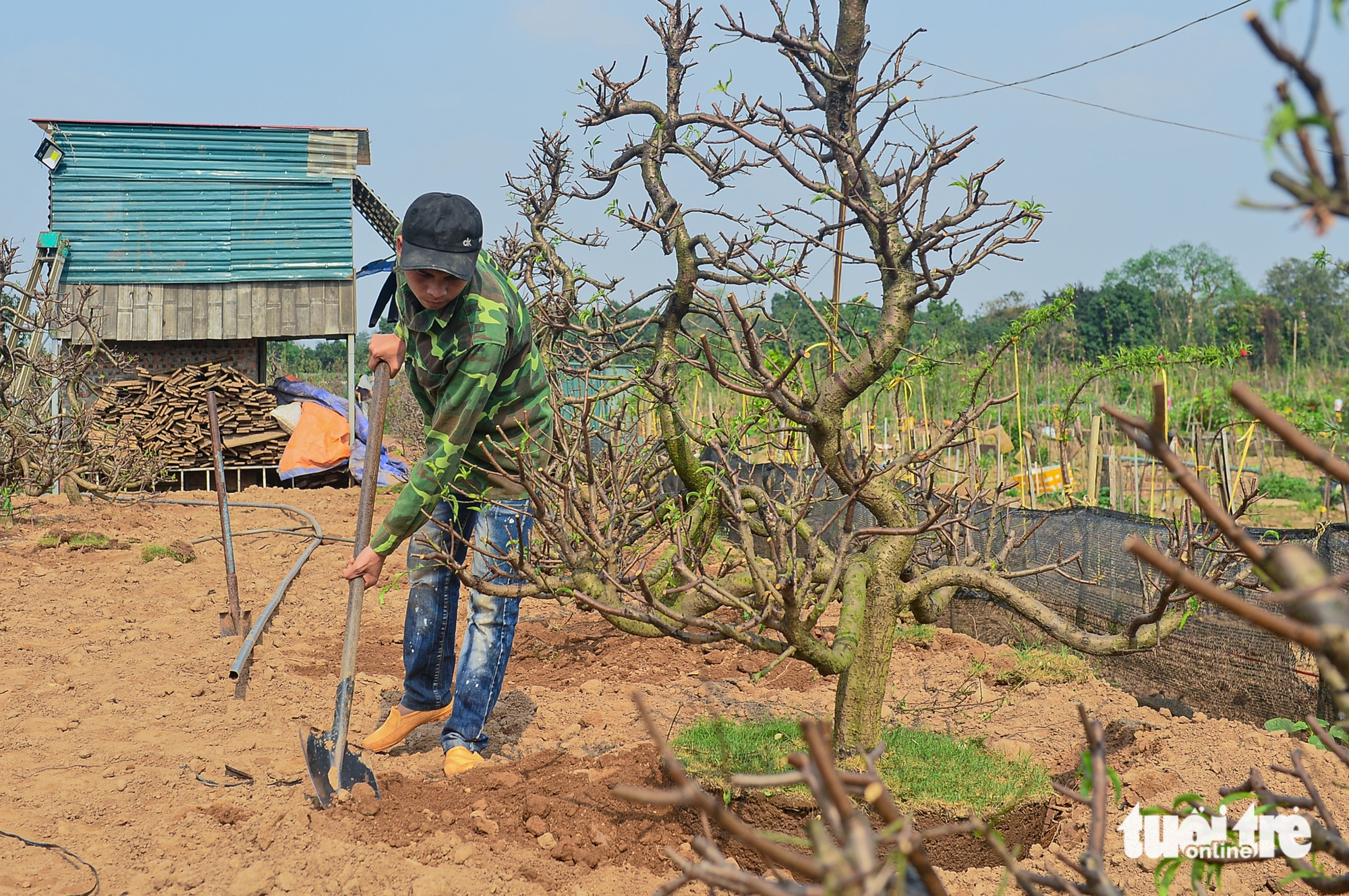 làng đào Nhật Tân - Ảnh 6.