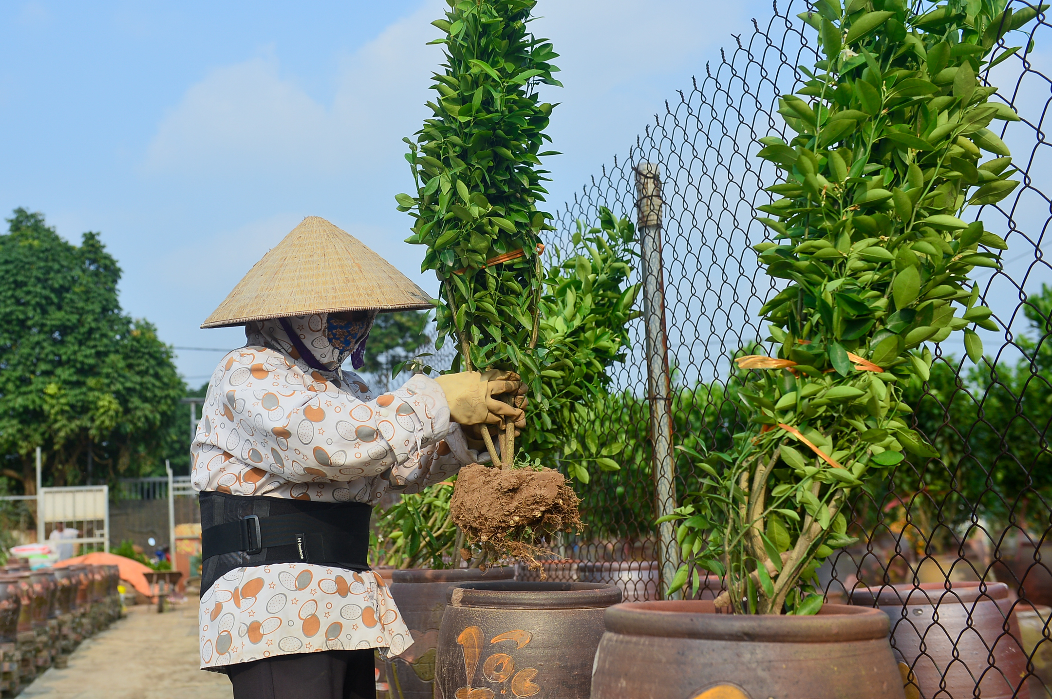 làng đào Nhật Tân - Ảnh 8.