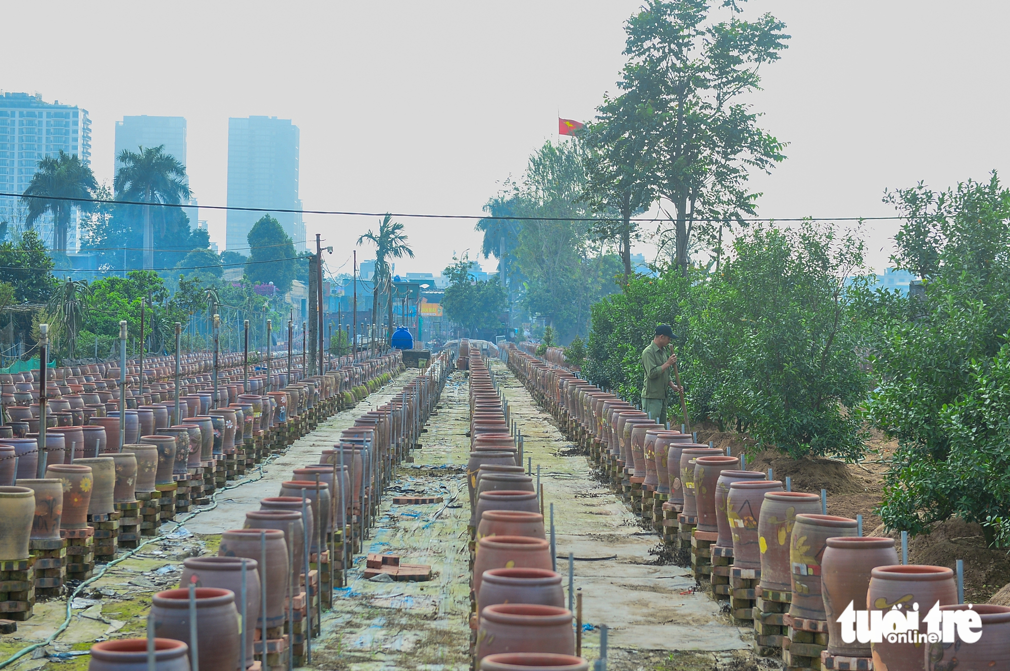 làng đào Nhật Tân - Ảnh 12.