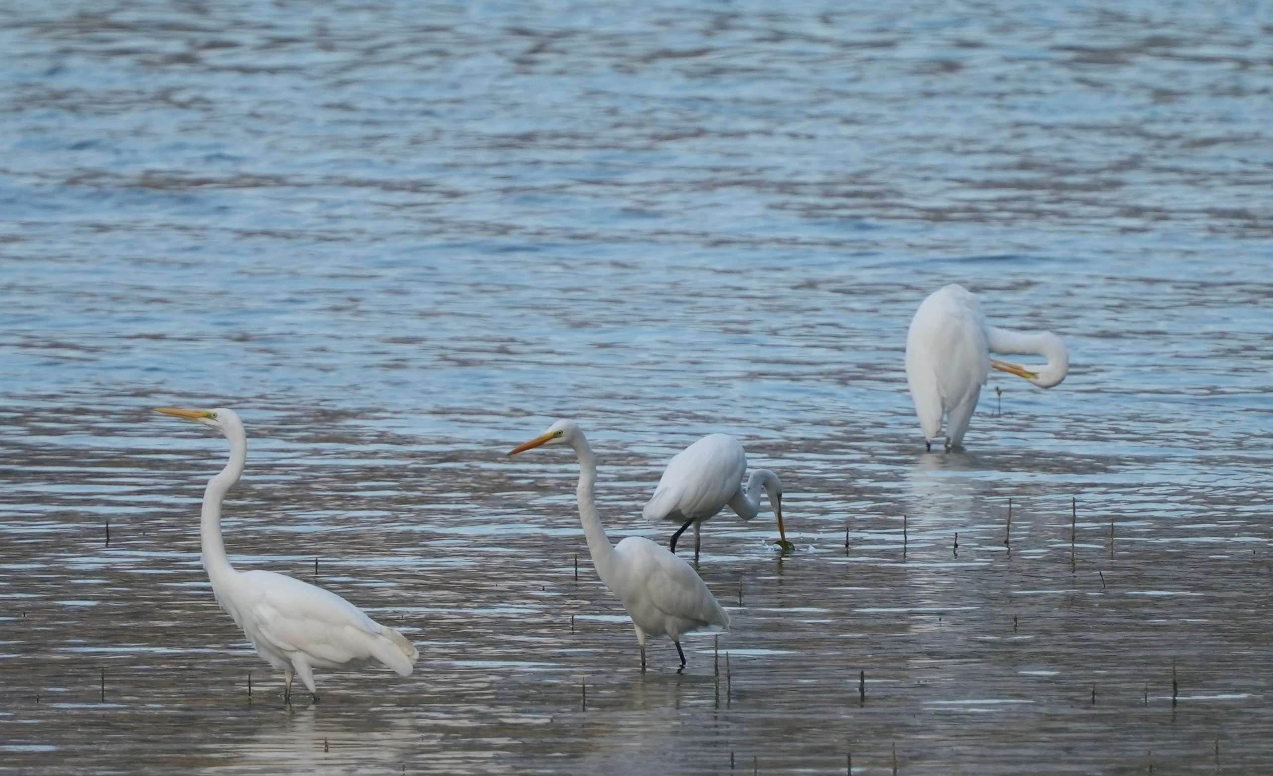 Ngắm đàn cò về kiếm ăn bên sông Hàn, giữa trung tâm Đà Nẵng - Ảnh 2.