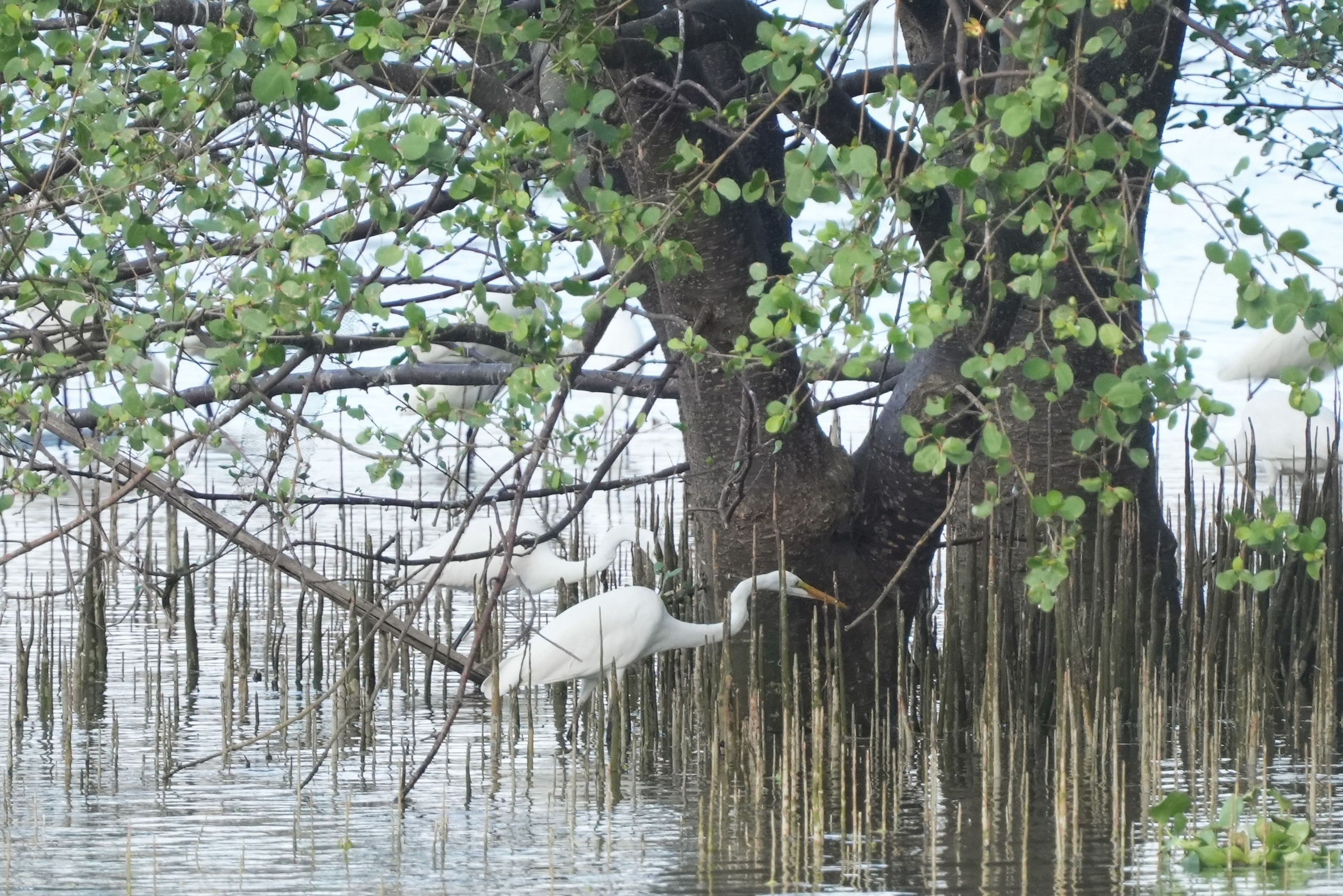Ngắm đàn cò về kiếm ăn bên sông Hàn, giữa trung tâm Đà Nẵng - Ảnh 4.