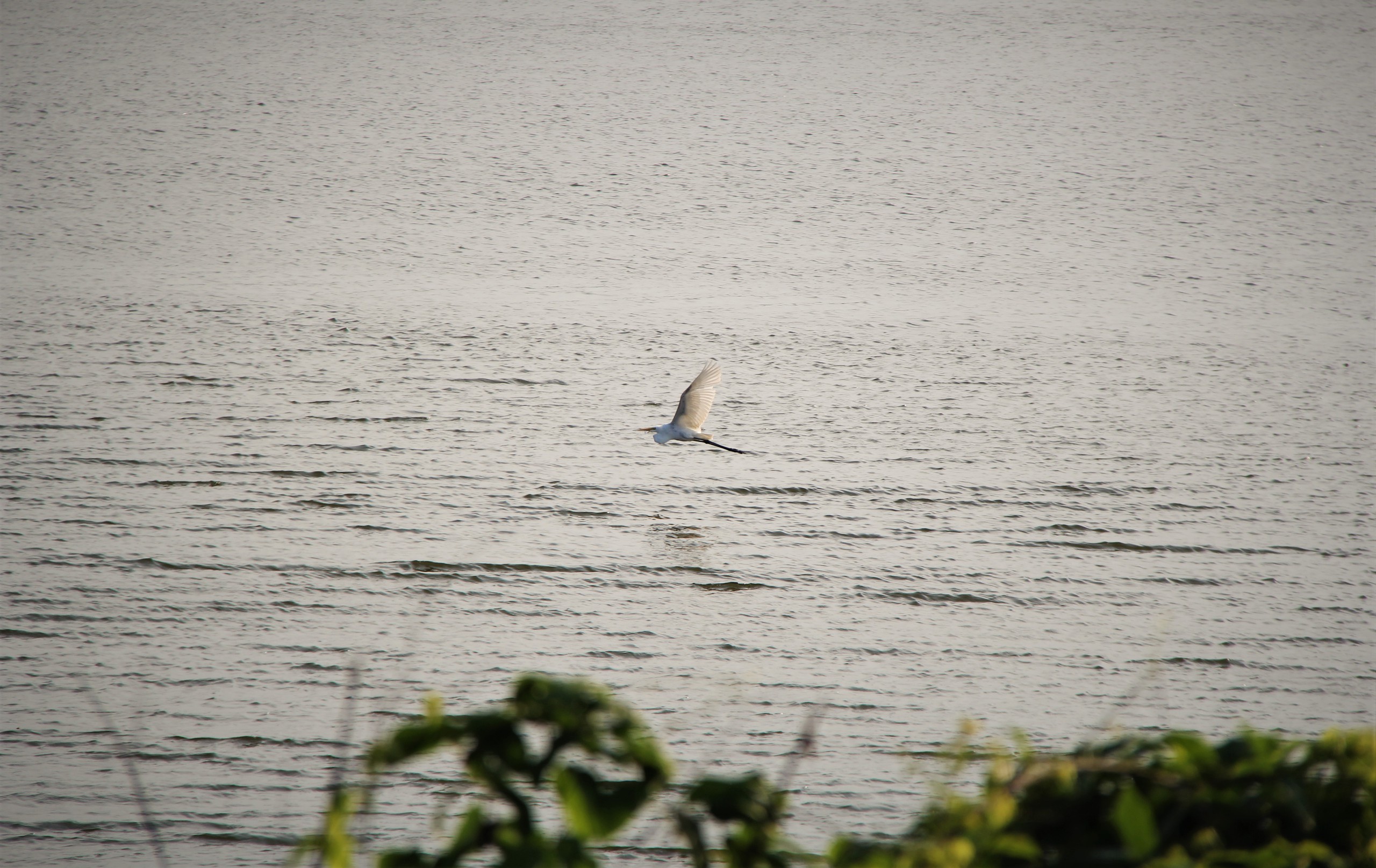 Ngắm đàn cò về kiếm ăn bên sông Hàn, giữa trung tâm Đà Nẵng - Ảnh 6.