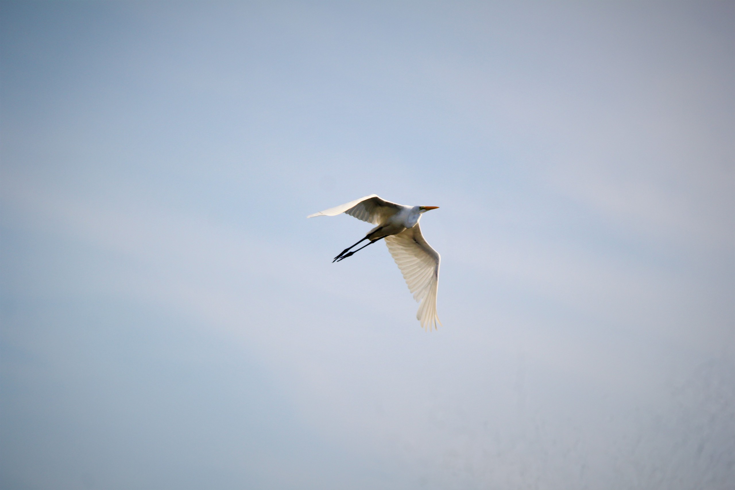 Ngắm đàn cò về kiếm ăn bên sông Hàn, giữa trung tâm Đà Nẵng - Ảnh 7.