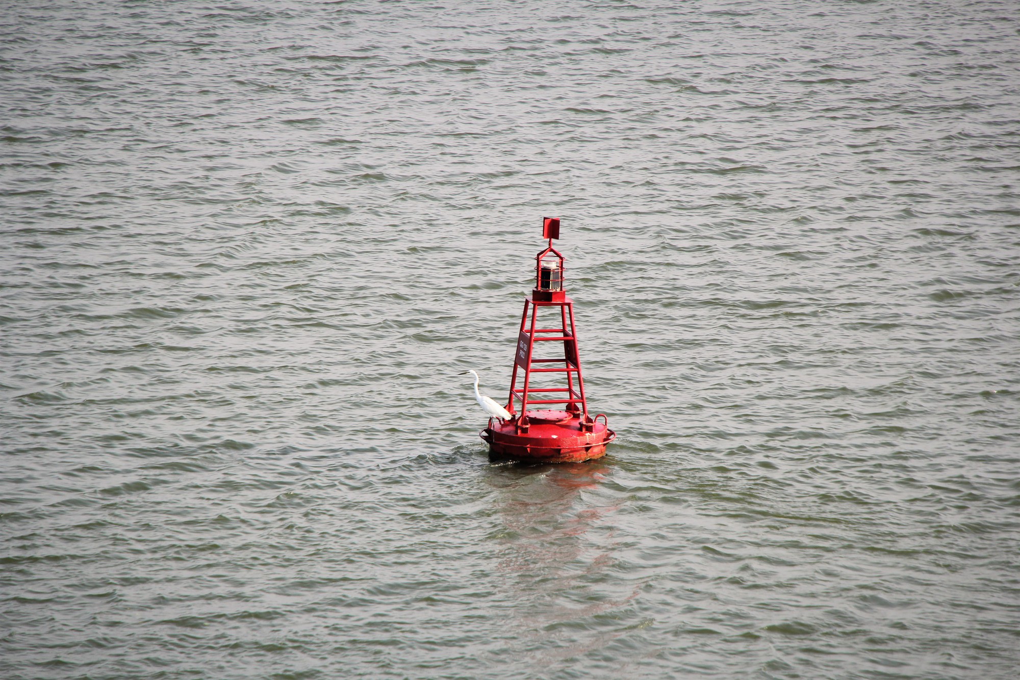 Hình ảnh đàn cò về kiếm ăn bên sông Hàn, giữa trung tâm Đà Nẵng- Ảnh 5. Hình ảnh đàn cò về kiếm ăn bên sông Hàn, giữa trung tâm Đà Nẵng- Ảnh 5.