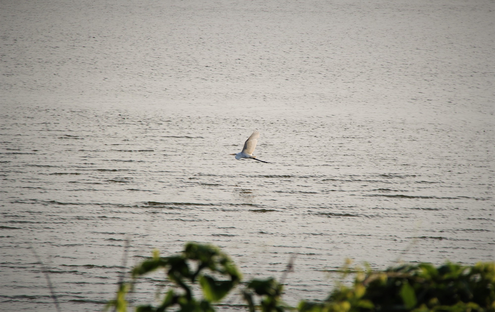 Hình ảnh đàn cò về kiếm ăn bên sông Hàn, giữa trung tâm Đà Nẵng- Ảnh 6. Hình ảnh đàn cò về kiếm ăn bên sông Hàn, giữa trung tâm Đà Nẵng- Ảnh 6.