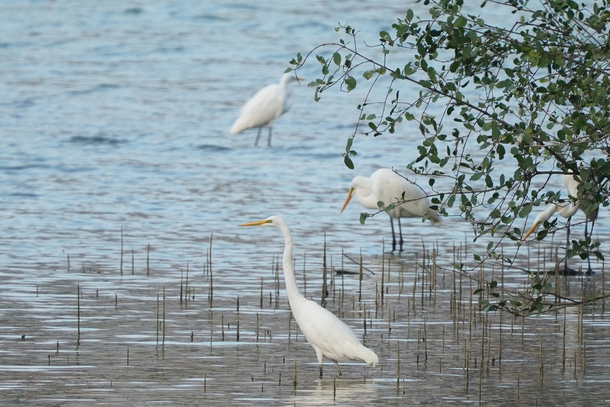 Hình ảnh đàn cò về kiếm ăn bên sông Hàn, giữa trung tâm Đà Nẵng- Ảnh 8. Hình ảnh đàn cò về kiếm ăn bên sông Hàn, giữa trung tâm Đà Nẵng- Ảnh 8.