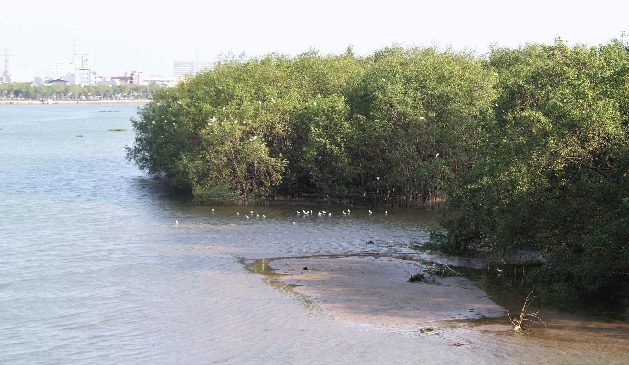 Hình ảnh đàn cò về kiếm ăn bên sông Hàn, giữa trung tâm Đà Nẵng- Ảnh 9. Hình ảnh đàn cò về kiếm ăn bên sông Hàn, giữa trung tâm Đà Nẵng- Ảnh 9.