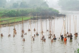 Dưới mưa lạnh, trai tráng Phúc Thọ vẫn hò reo 'dập' cá trên sông Tích Giang