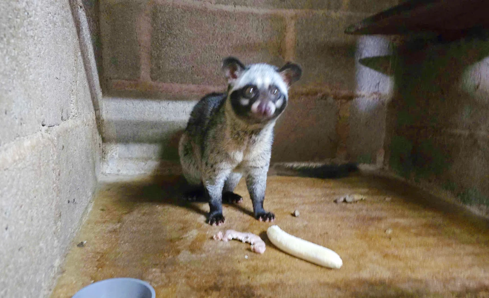 Trong trang trại của ông Nguyên, thức ăn chính cho chồn là trái cây, nội tạng động vật. Dac-san-ca-phe-chon-Gia-Lai-6.jpg