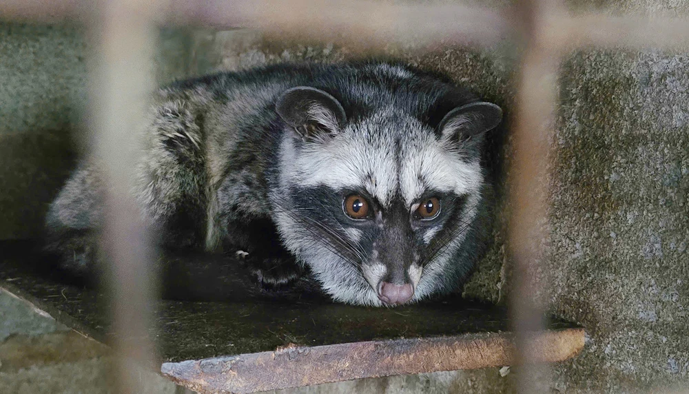 Chồn hương khá kén ăn quả cà phê, chỉ lựa những trái chín để ăn; một số con còn không ăn cà phê nên sản lượng cà phê chồn thu hàng năm rất ít. Sau khi ăn, hạt cà phê được bài tiết ra ngoài và được thu gom, ủ và sơ chế cho lên men để có hương vị cà phê chồn đậm đà. Dac-san-ca-phe-chon-Gia-Lai-5.jpg