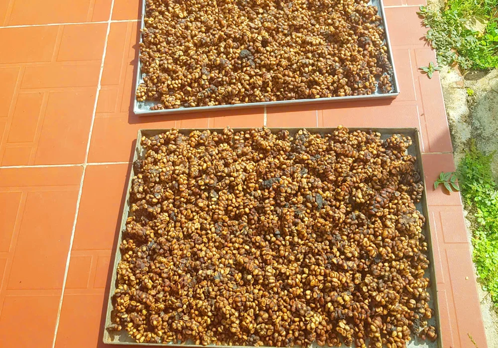 Đặc sản cà phê chồn được thu gom, ủ và phơi khô trước khi sơ chế thành phẩm. Để có được hạt cà phê chồn đúng chuẩn, từ khâu thu hái từng quả chín, đến khi cho chồn ăn và thu gom, sơ chế rất công phu. Dac-san-ca-phe-chon-Gia-Lai-9.jpg