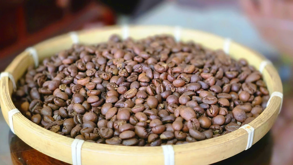 Hạt cà phê chồn sau khi rang, có mùi thơm nồng. Dac-san-ca-phe-chon-Gia-Lai-2.jpg