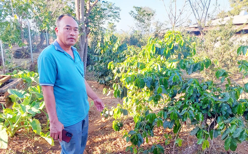 Ông Nguyên đã đầu tư, trồng thêm giống cà phê arabica tại trang trại cho chồn hương ăn. Dac-san-ca-phe-chon-Gia-Lai-10.jpg